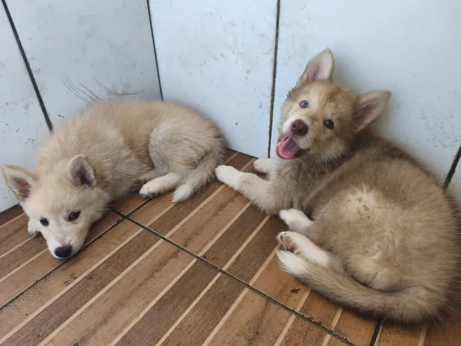 Cachorro de Husky Siberiano 