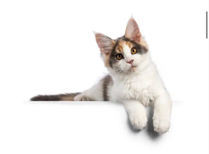 Gata MAINE coon