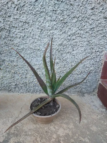 Mudas de babosa, aloe vera, folha grande.