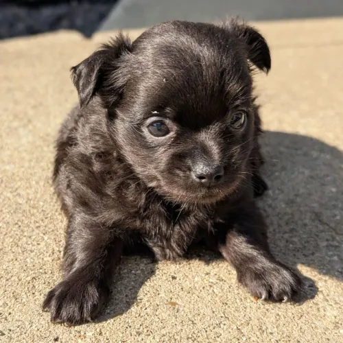 Chihuahua: O filhote mais lindo da cidade