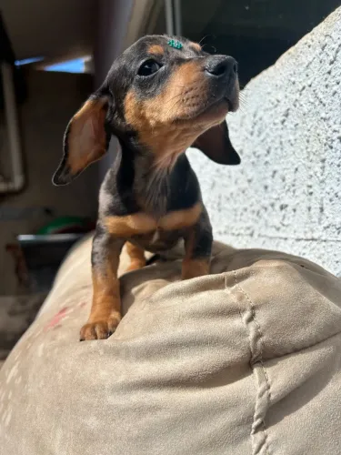 Filhotes Dachshsun salsicha 