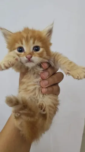 Vendo Filhote de Maine Coon