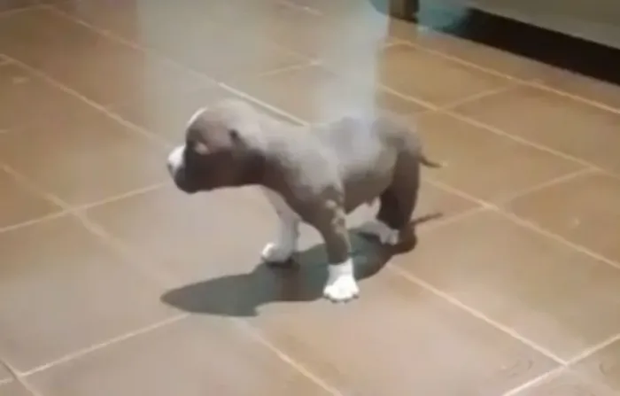 Pitbull pit monster