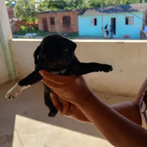 Pug pretafêmea com 2 meses de nascida.