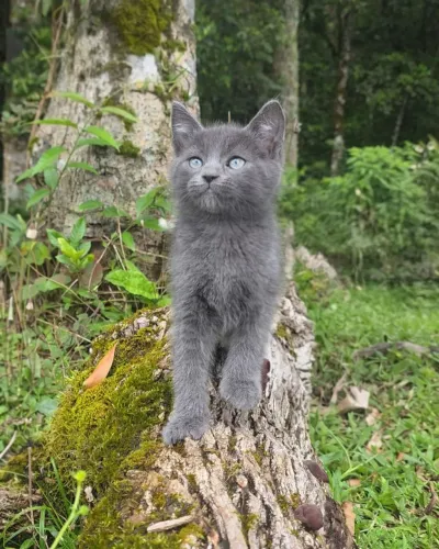 Filhotes de Russian BLUE, Azul Russo