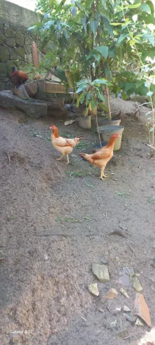Galinhas caipira