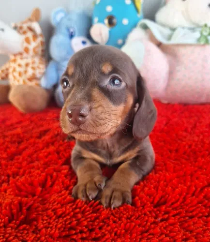 DACHSHUNDS OS MAIS QUERIDOS