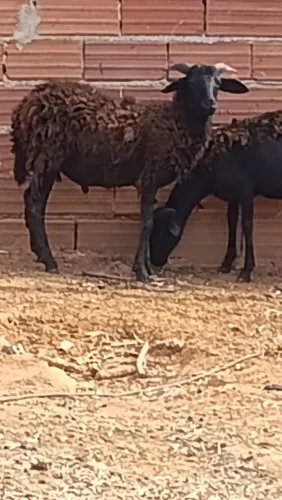 Carneiro