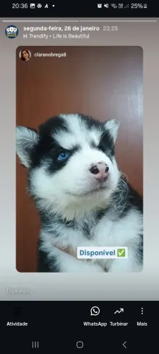 Cachorro Husky filhote 