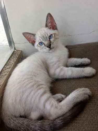 Doação gatinho siamês