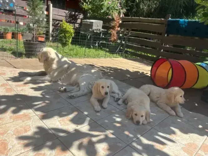 Baby pelagem densa Golden Retriever