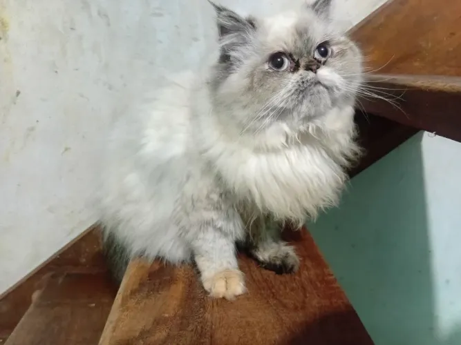Gatas persas tenho 2 fêmea