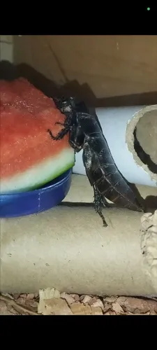 Barata de madagascar