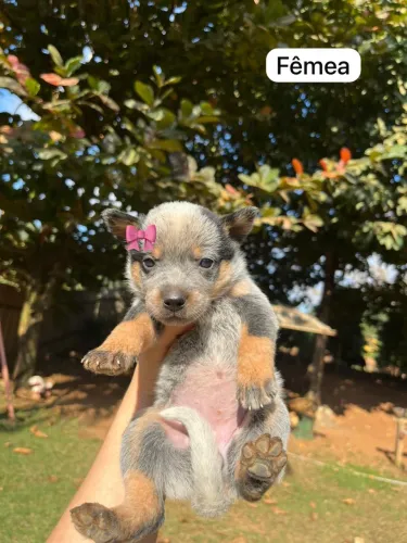Blue Heeler