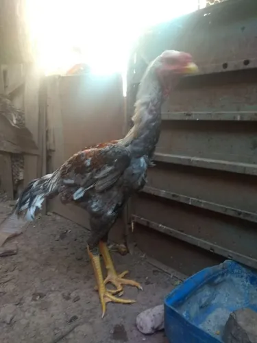 frango índio gigante 