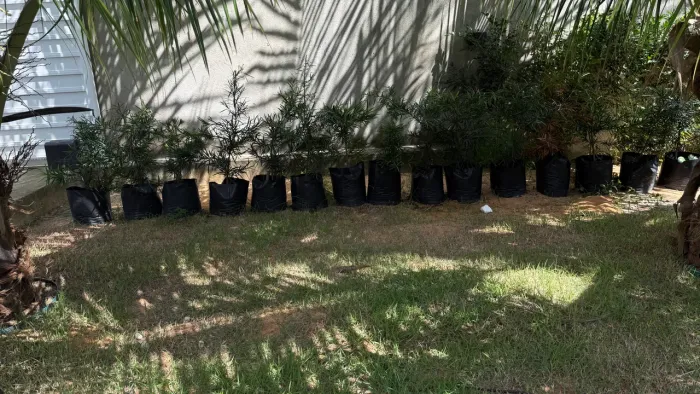Mudas de plantas
