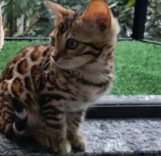 Gato bengal filhotes em Santa Catarina