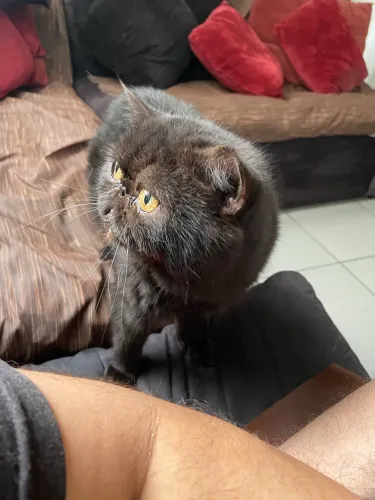 Gato exótico