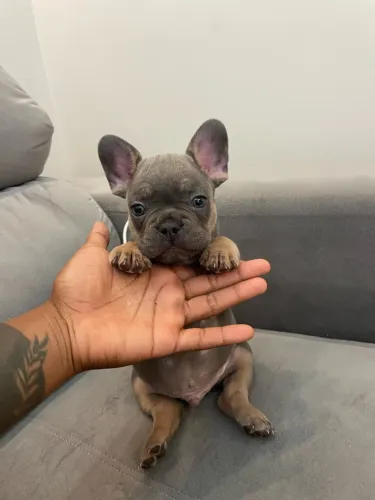 Buldogues 