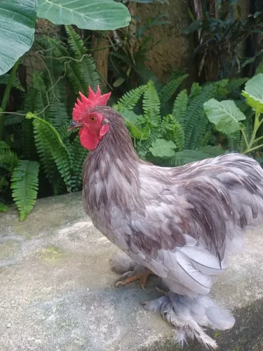Frango Mine cochin