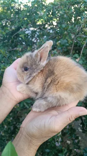 Filhote de coelho da raça Mini Lion, leia a descrição abaixo 