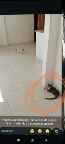 Animais pra adoção