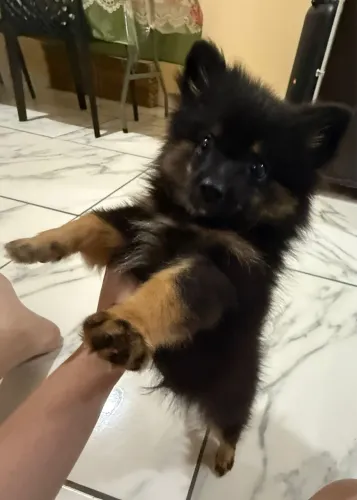 Spitz Alemão Anão Macho