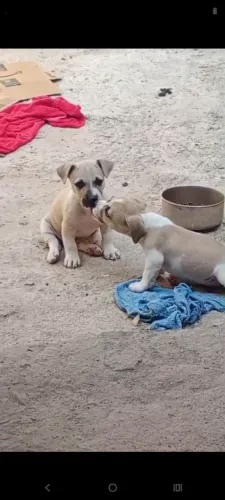 Ultimo macho de Bully
