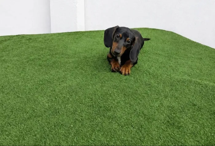 Dachshund Salsicha Macho Miniatura Ficará Desse Tamanho 12X