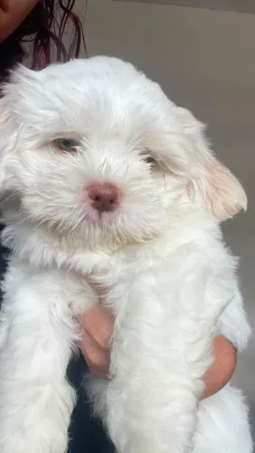Filhote de shitzu macho 2 meses e meio