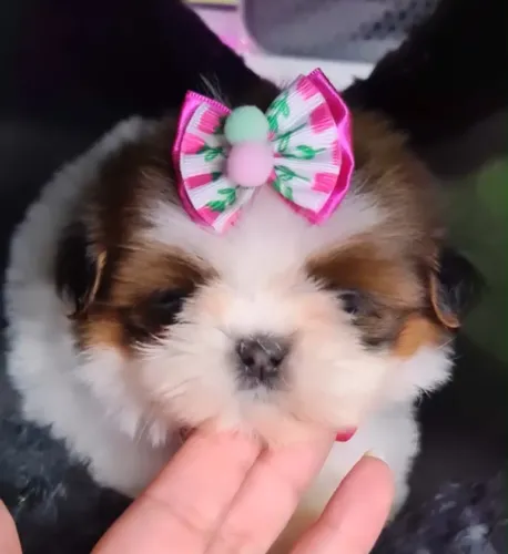 Filhote de shih tzu fêmea