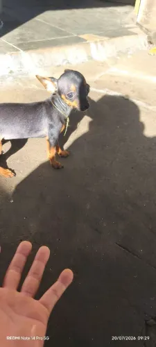 pinscher macho 4 meses, estou vendendo ou trocando por uma fêmea