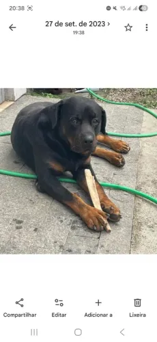 Doa se um cachorro hot valer 