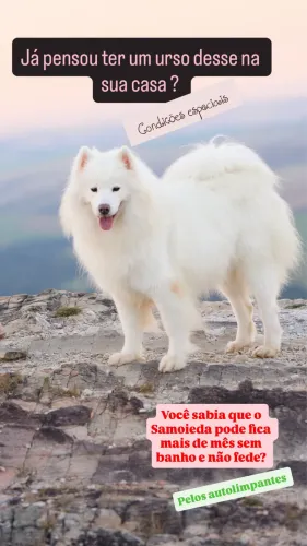 Samoieda adulta 2 anos 