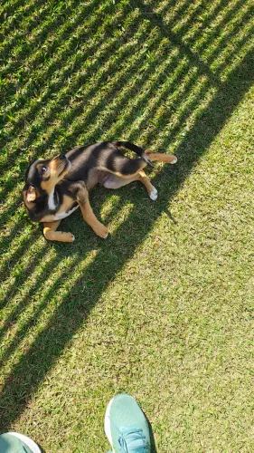 Doação de cachorrinho