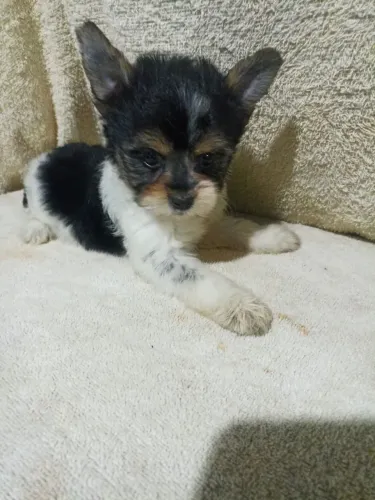 Yorkshire Biewer Terrier apenas venda nao troco