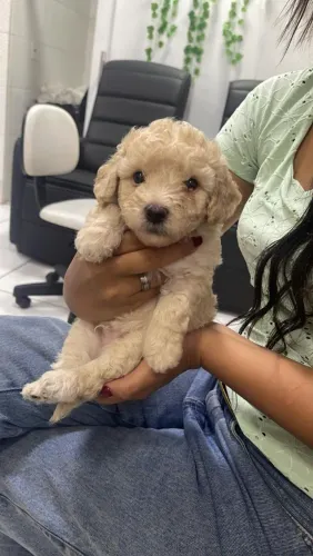 Vendo cachorro macho poodle n1