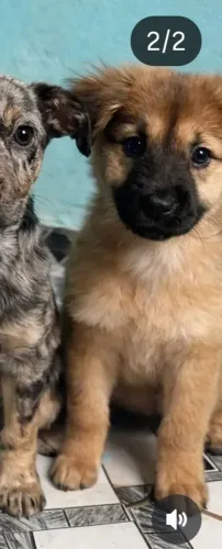 Cachorro Chow chow doação