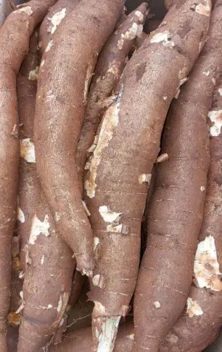 MANDIOCA AMARELA 