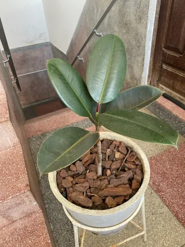 Fícus elástica burgundy