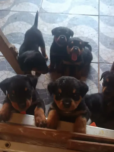 Filhotes de Rottweiler