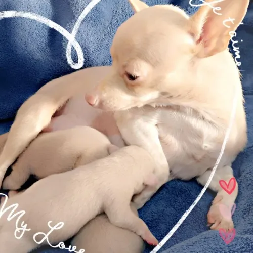 Filhote de PINSCHER pelagem exótica