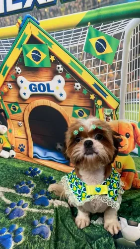 Vende se Cachorros Shitzu