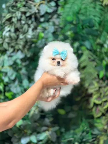 LULU DA POMERÂNIA EXCLUSIVO!!!