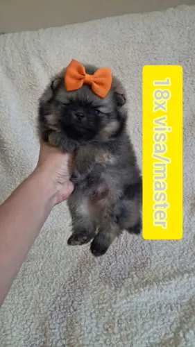 Macho Spitz