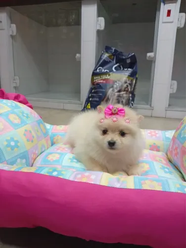 Lulu da Pomerânia fêmeas vacinadas 