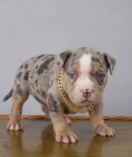 American bully a partir de 1999
