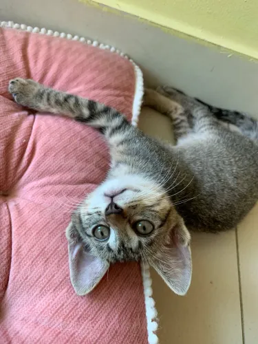 Filhote de gato adoção 