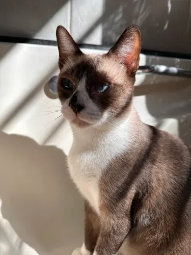 Adote Livia: gata fêmea, 1 ano e meio.