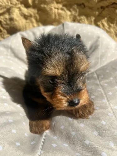 Filhotes de Yorkshire | Um cachorro encantador.